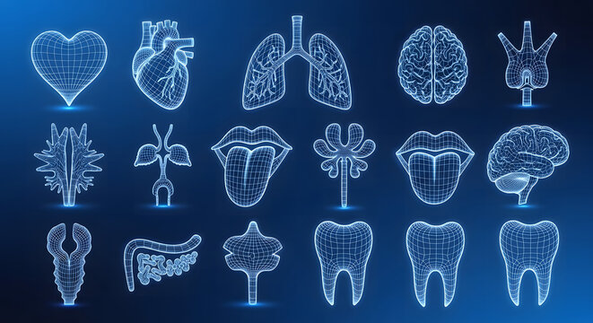 Exploring the digital frontier of human anatomy with a futuristic collection of 3D wireframe organs and body parts