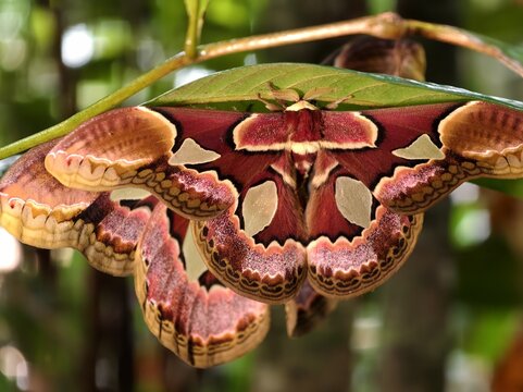 Atlas moth resting under a leaf showcasing its intricate wing patterns and natural camouflage