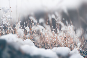 Snow-covered grass in autumn forest. Macro image, shallow depth of field.