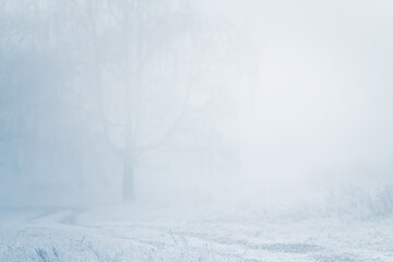 Frost-covered trees and grass in winter forest at foggy sunrise. Road in the forest.