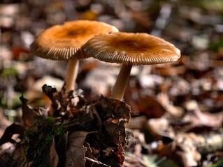 Mushrooms in the forest floor a close up view of nature's bounty in autumn