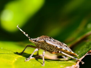 Macro shot of a brown marmorated stink bug on a vibrant green leaf in nature