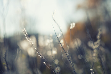 Autumn grass in the mountains at sunset. Beautiful autumn nature background