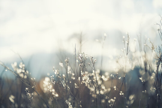 Autumn grass in the mountains at sunset. Macro image. Beautiful autumn nature background