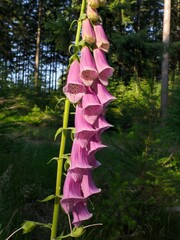 Digitalis purpurea flower in the forest a beautiful pink foxglove blossom in nature
