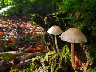 Mushrooms growing on a mossy log in the forest with autumn leaves background