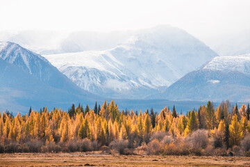Snow-covered mountains and yellow autumn trees in Kurai steppe, Altai mountains, Russia.