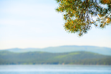 Obraz premium Pine tree on the shore of the mountain lake. Selective focus. Blurred lake in the background.