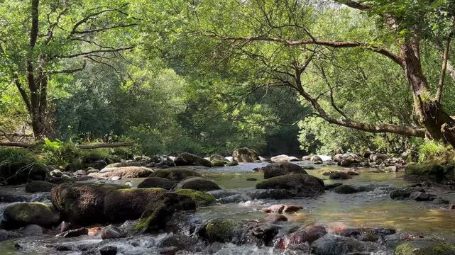 River in the forest in Dartmoor National Park, Devon, England