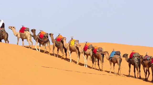 Caravan of Camels Walking in the Sahara Desert of Merzouga, Morocco
