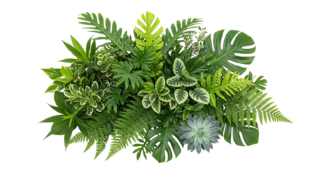Lush Tropical Foliage with Ferns, Monstera, Succulent, and Variegated Leaves on White Background