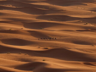 Caravan of Camels Walking in the Sahara Desert of Merzouga, Morocco