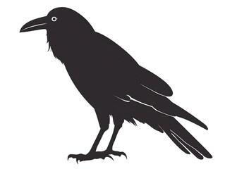 Obraz premium raven silhouette