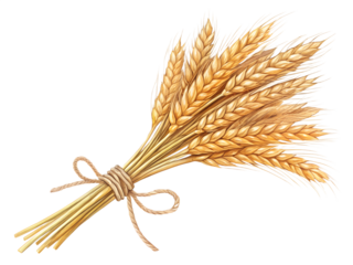 Bundle of golden wheat, tied with twine, isolated on white