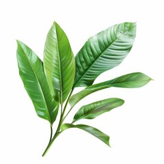 Lush green leaves branch against white