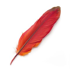 Single vibrant red-orange feather on white background