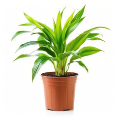 Fototapeta premium Vibrant green plant in a terracotta pot against a white background