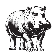 hippo isolated on white