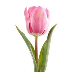 Naklejka premium Single pink tulip, vibrant color, elegant bloom, isolated against white background. Green leaves accentuate the stem