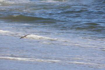 Sandpiper flying with wings stretched out over the shoreline as waves break.