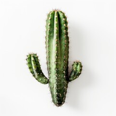 Naklejka premium A single, vibrant green cactus, vertically oriented, against a plain white background