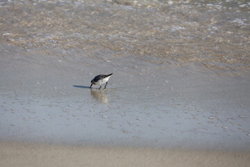 Sandpiper hunting for food along the shoreline