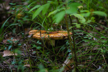 Mushrooms in the Ural taiga. August 2025.