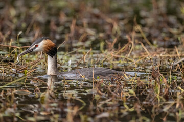Great crested grebe uk