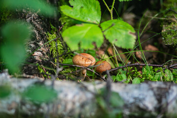Mushrooms in the Ural taiga. August 2025.