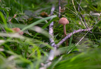 Mushrooms in the Ural taiga. August 2025.