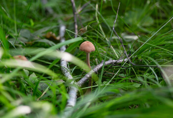 Mushrooms in the Ural taiga. August 2025.