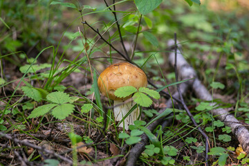 Mushrooms in the Ural taiga. August 2025.