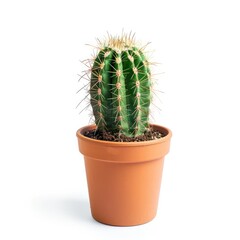Small, green cactus in terracotta pot, isolated white background