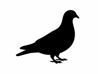 Obraz premium Black silhouette of a pigeon standing on a white background silhouette isolated on white background