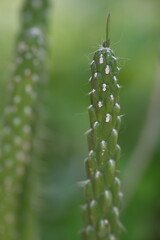 Cactus plant in the garden 