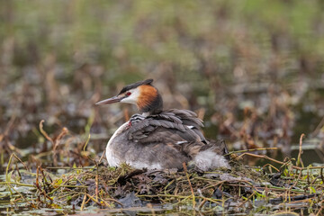 Great crested grebe with a baby on its back, uk