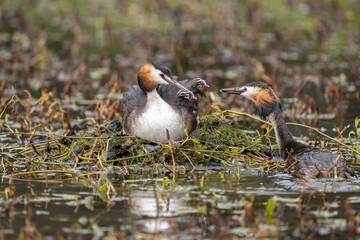 Great crested grebe with a baby on its back, uk
