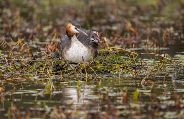 Great crested grebe with a baby on its back, uk