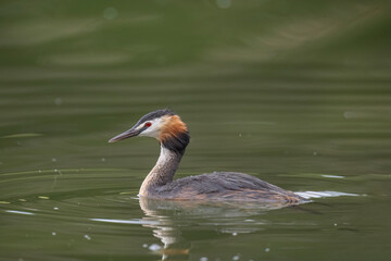 Great crested grebe uk