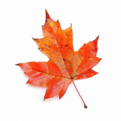 Fototapeta premium Vibrant autumn maple leaf against white background (1)