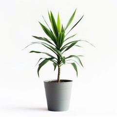 A vibrant, slender plant in a gray pot against a white background.  Its spiky, spear-shaped leaves radiate outward from a central stem