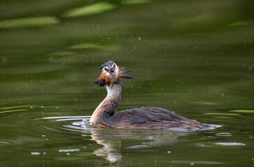 Great crested grebe uk