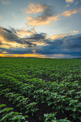 Rows of lush young sunflower plants in a field under a dramatic sunset sky with vibrant hues of orange and yellow on the horizon, hinting at the fading light of a summer day.