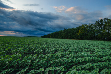 A sprawling field of young sunflowers next to a line of dense green trees, under a dynamic sky with...