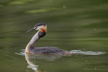 Great crested grebe uk