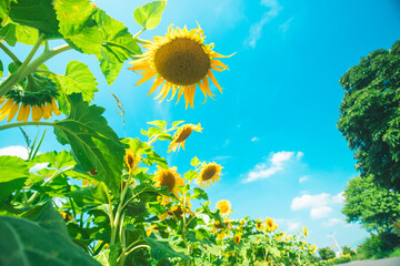 夏休みとひまわり