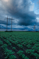 Rows of young sunflower plants under a heavily clouded, stormy sky with large power lines...