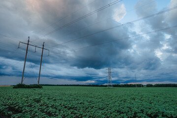 A wide shot of a young sunflower field under a dramatic, stormy sky with dark and fluffy clouds,...