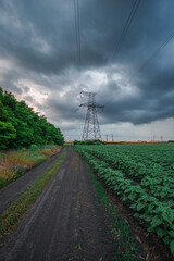 A country dirt road alongside a field of young sunflowers, with a tall electricity pylon and a...