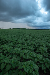 A wide-angle, moody view of a vast field of young sunflowers on a stormy day, with a deep green...